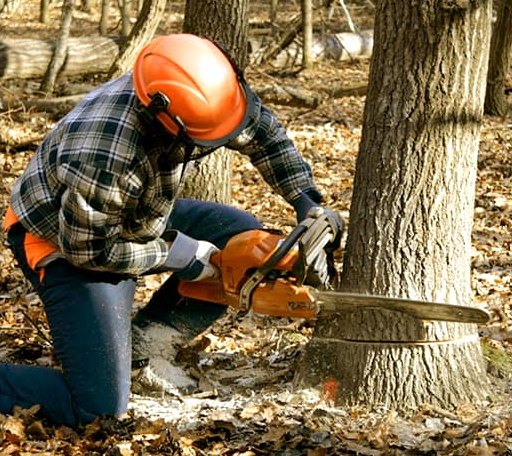 Tree Removal in Earth, TX